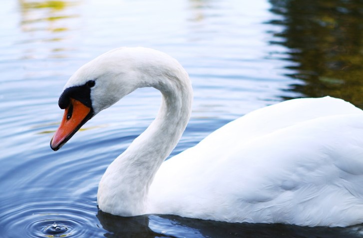 Фото Лебедь